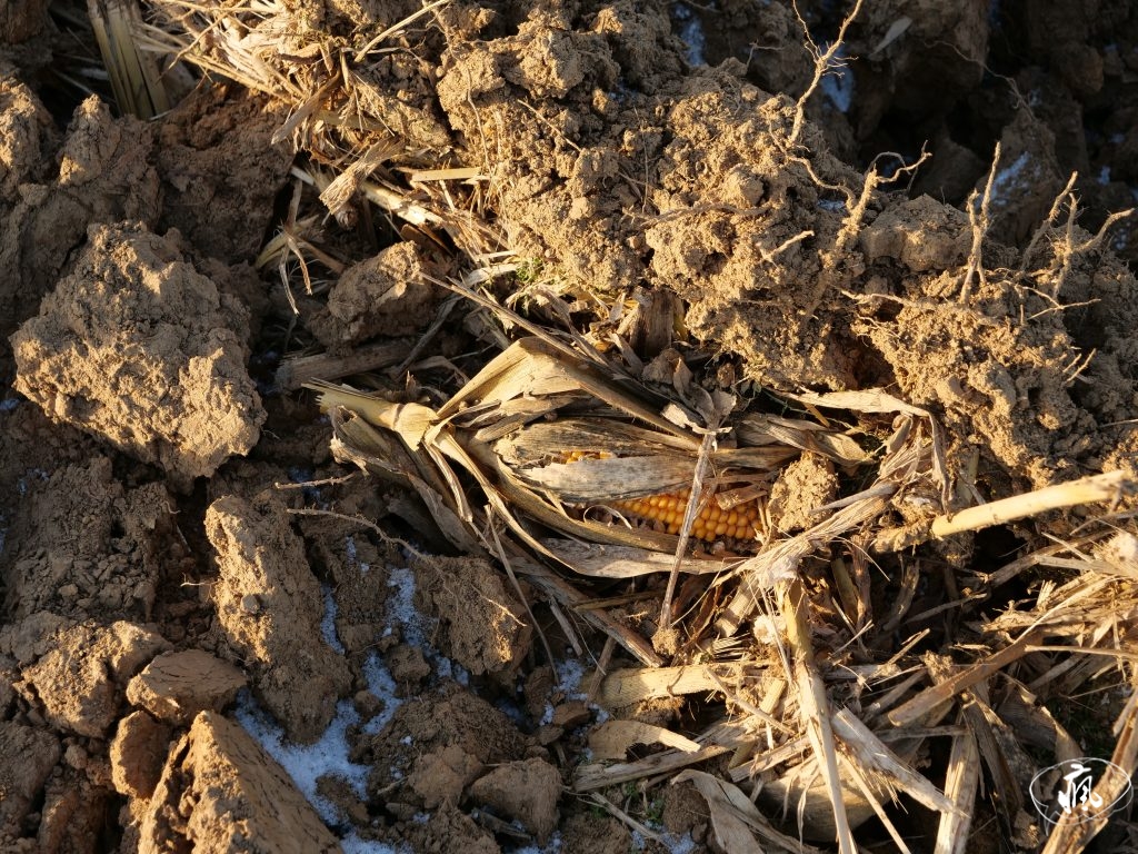 黑夜裡再返波蘭南部