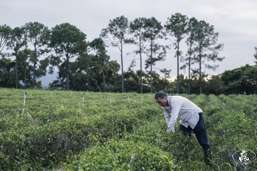“一念茶時・非遺拾光＂——媽閣慢活節黃金周登場